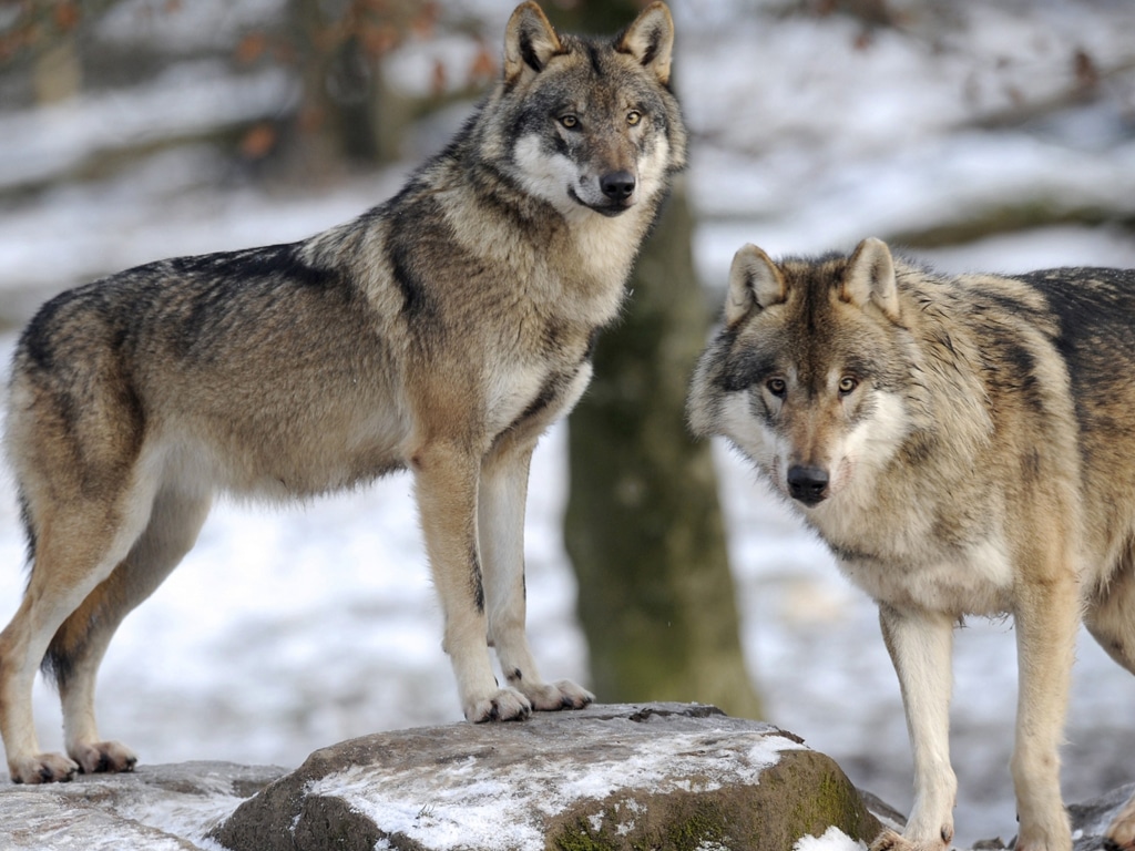 La Vallée des loups